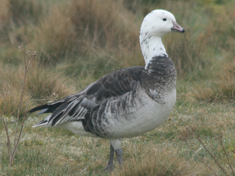 Barnacle Goose x Ross's Goose hybrid